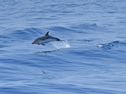 Cetacei e uccelli marini dalla barca